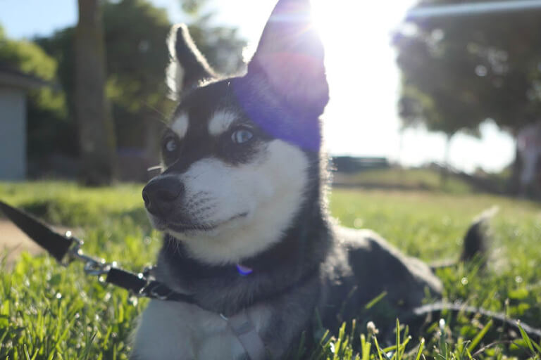 Vệ sinh cho chó Alaskan Klee Kai