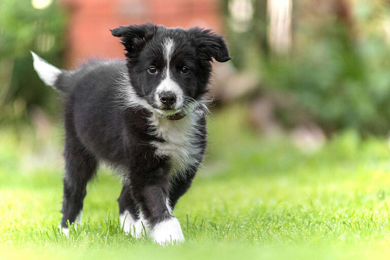 Đôi nét về chó Border Collie