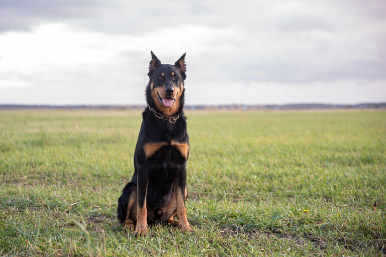 Huấn luyện chó Beauceron cách cư xử 