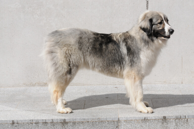 Cách nuôi chó chăn cừu Carpathia