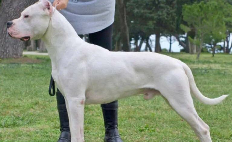 Cách nuôi chó Dogo Argentino