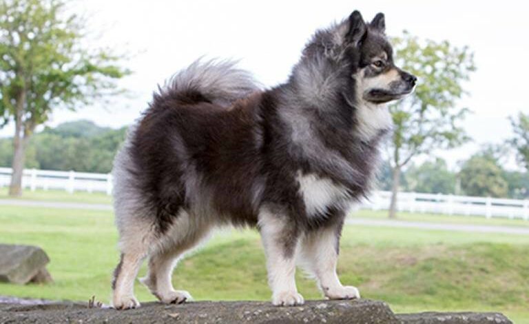 Cách nuôi chó Lapphund Phần Lan