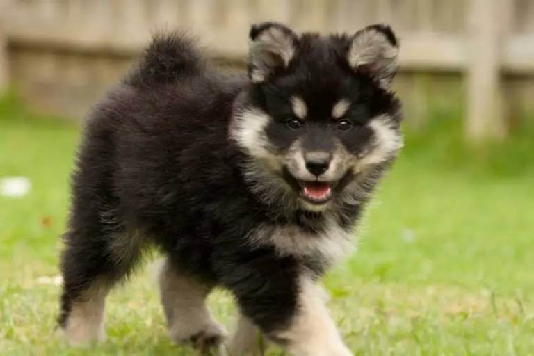 Môi trường luyện tập của chó Lapphund Phần Lan