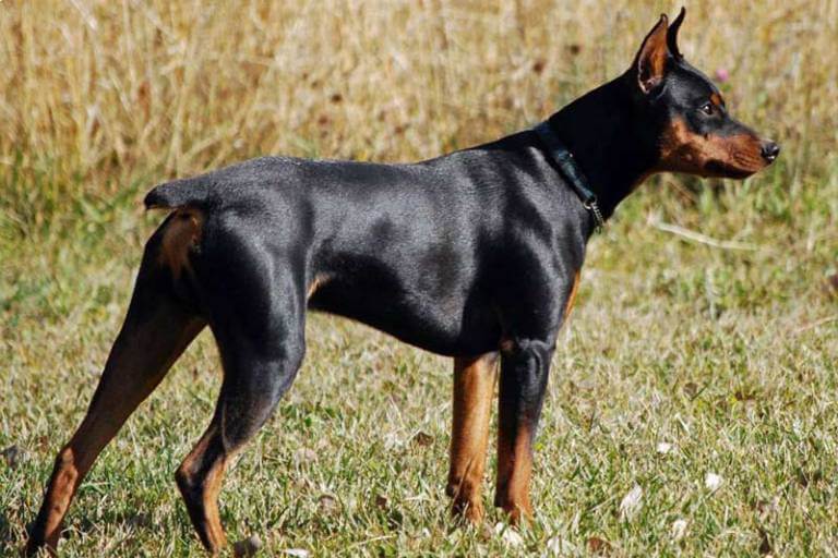 Huấn luyện thể lực cho chó Pinscher Đức