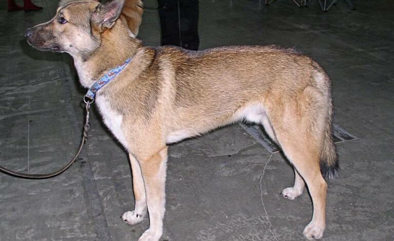 Cách nuôi chó chó Laika Dong Siberia