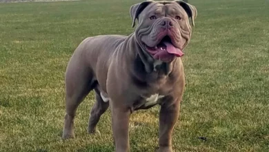 Cách nuôi chó Olde English Bulldogge