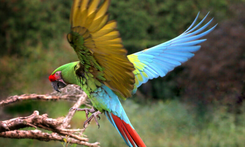 Vẹt đuôi dài Military (Military macaw)