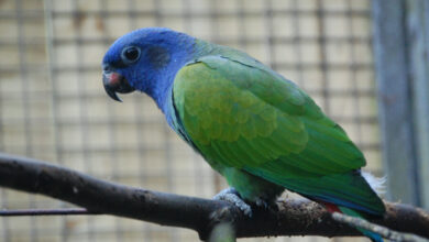 vẹt đầu xanh (Blue-headed parrot)