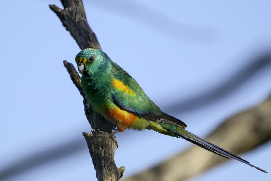 vẹt Mulga (Mulga parrot)
