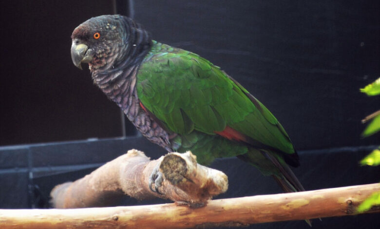 Vẹt Hoàng Đế (Amazona Imperialis)