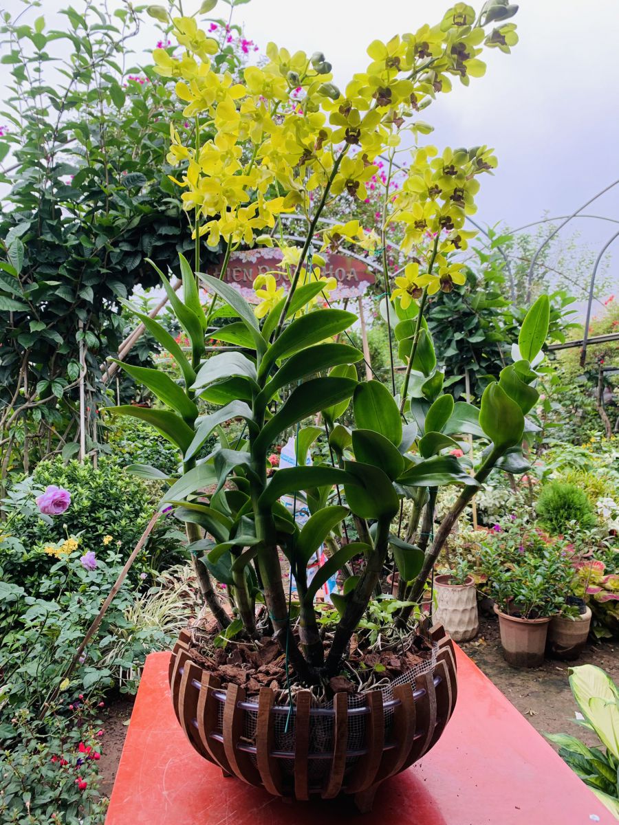 đặc điểm của hoa lan dendro