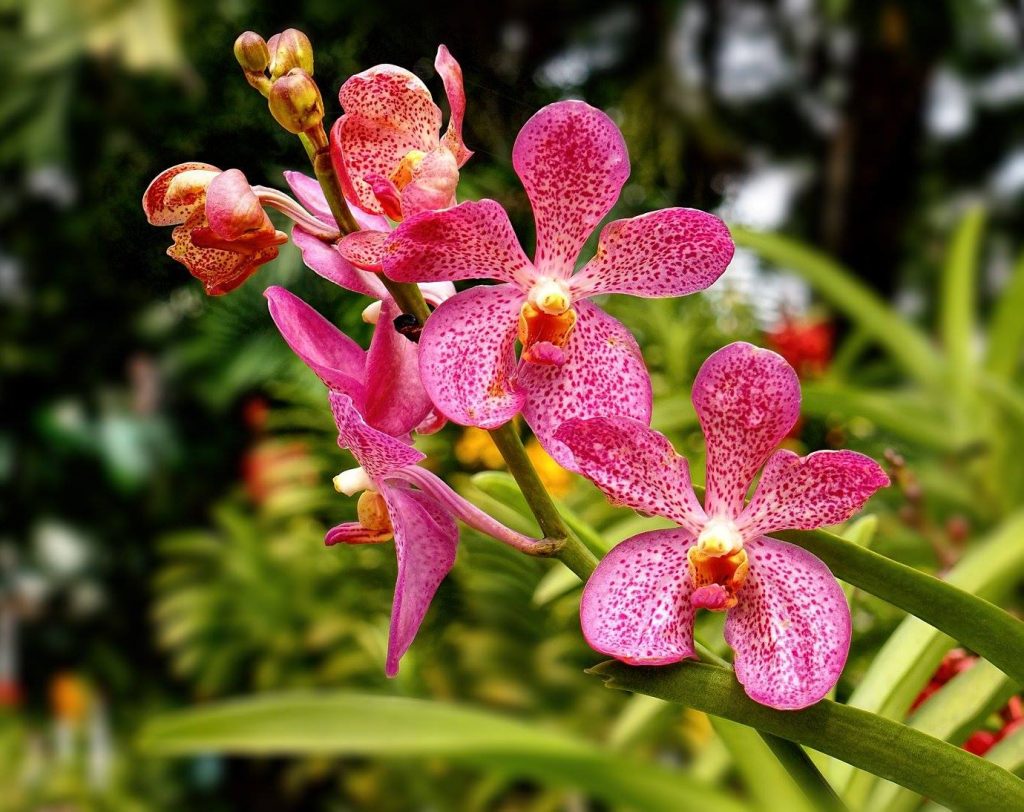 đặc điểm của hoa lan mokara đỏ