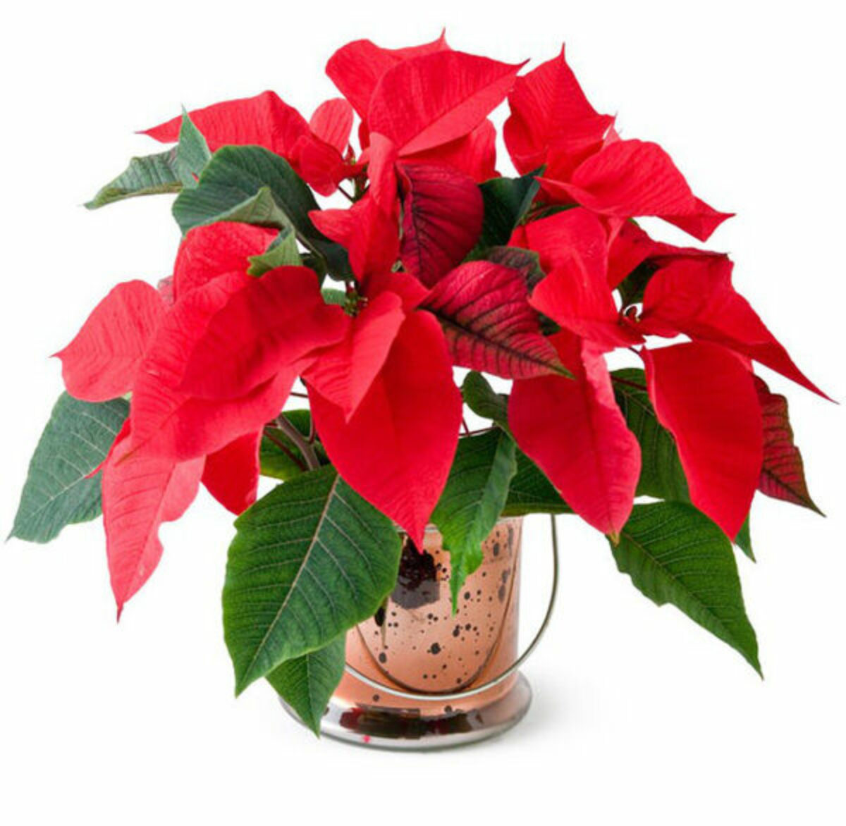 cách trồng cây trạng nguyên ra lá đỏ