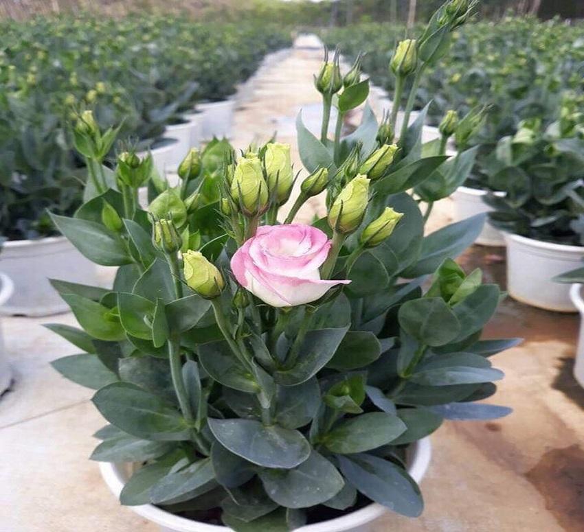 đặc điểm của cây hoa cát 