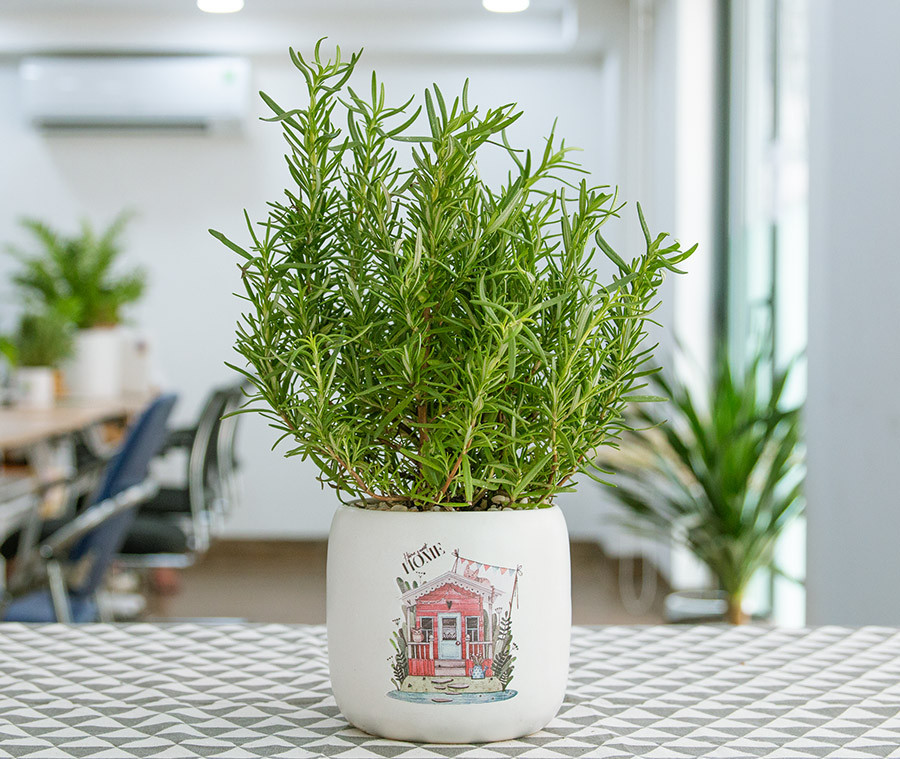 cách trồng cây hương 