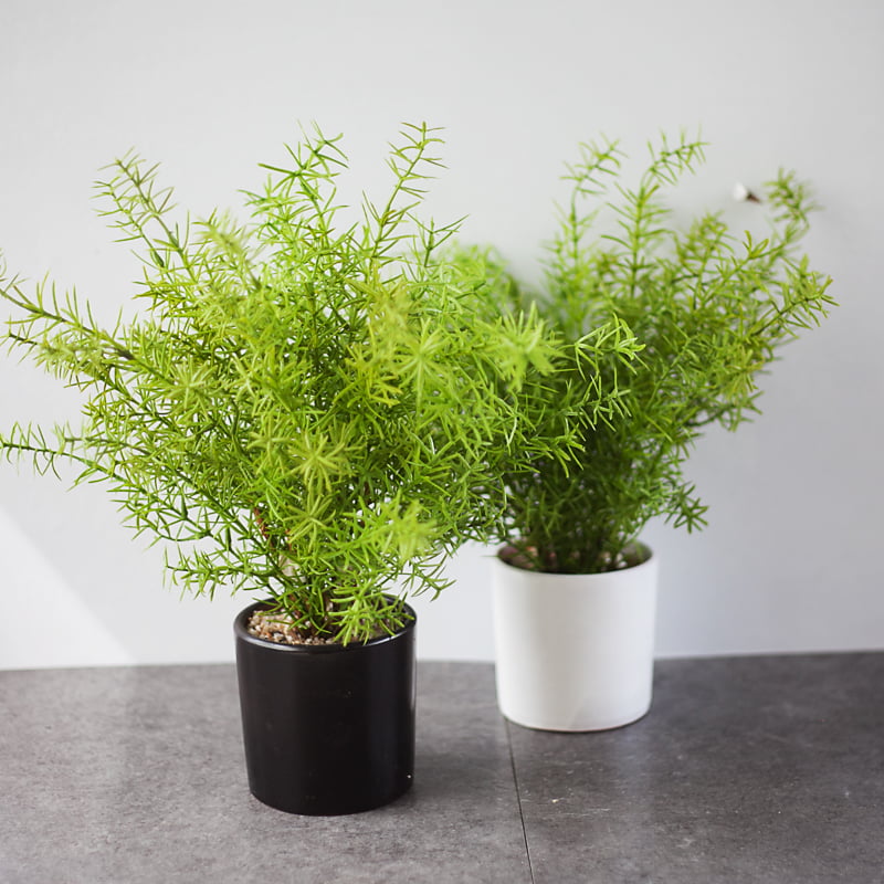 cách chăm sóc cây hương thảo