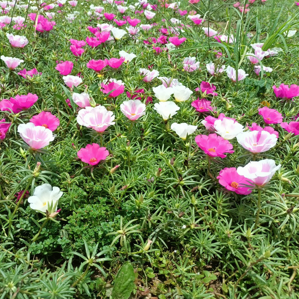 ý nghĩa của hoa mười giờ