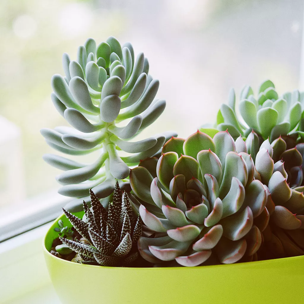 ý nghĩa của sen đá