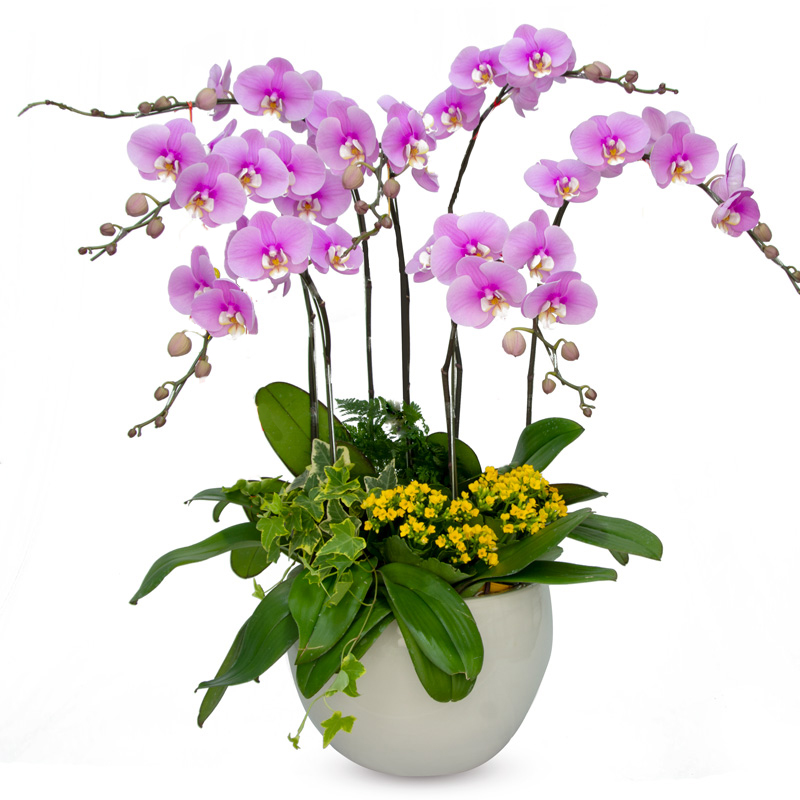 đặc điểm của lan hồ 