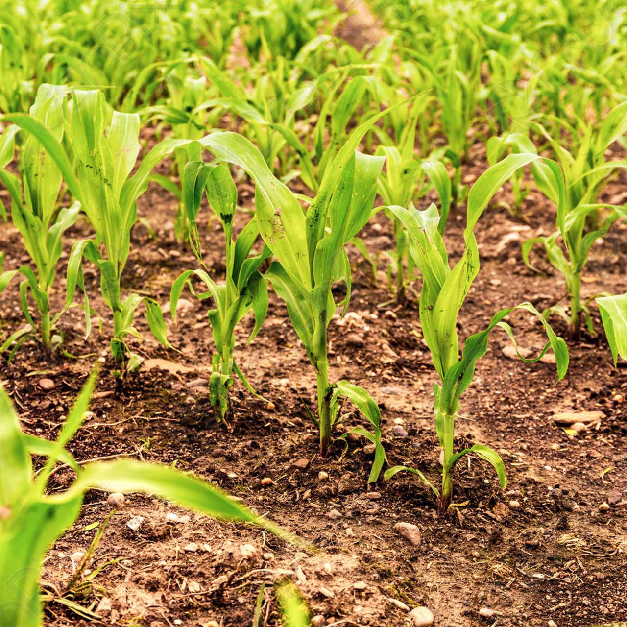 Cách trồng bắp nếp theo 