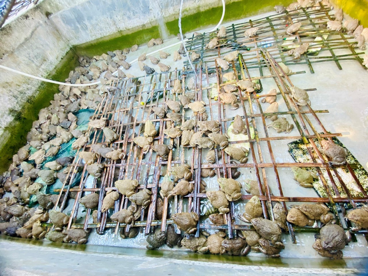 cách nuôi và chăm sóc ếch