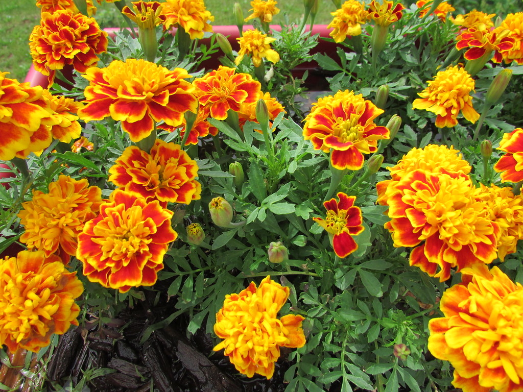 đặc điểm của hoa vạn thọ 