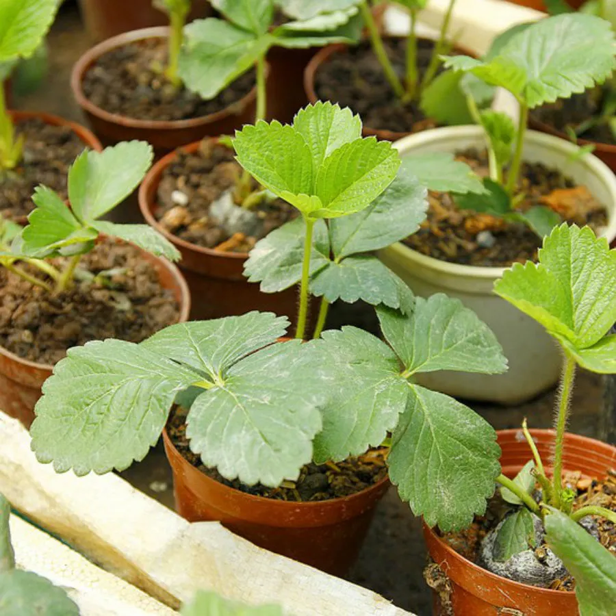 cach trong cay dau tay trong chau dam bao lon nhanh, cho trai an quanh nam - 3Những trái dâu đỏ mọng