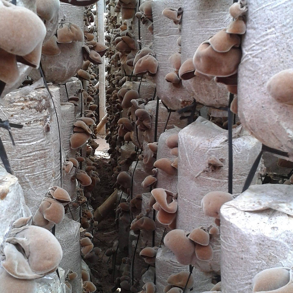 Phôi của nấm mộc nhĩ 