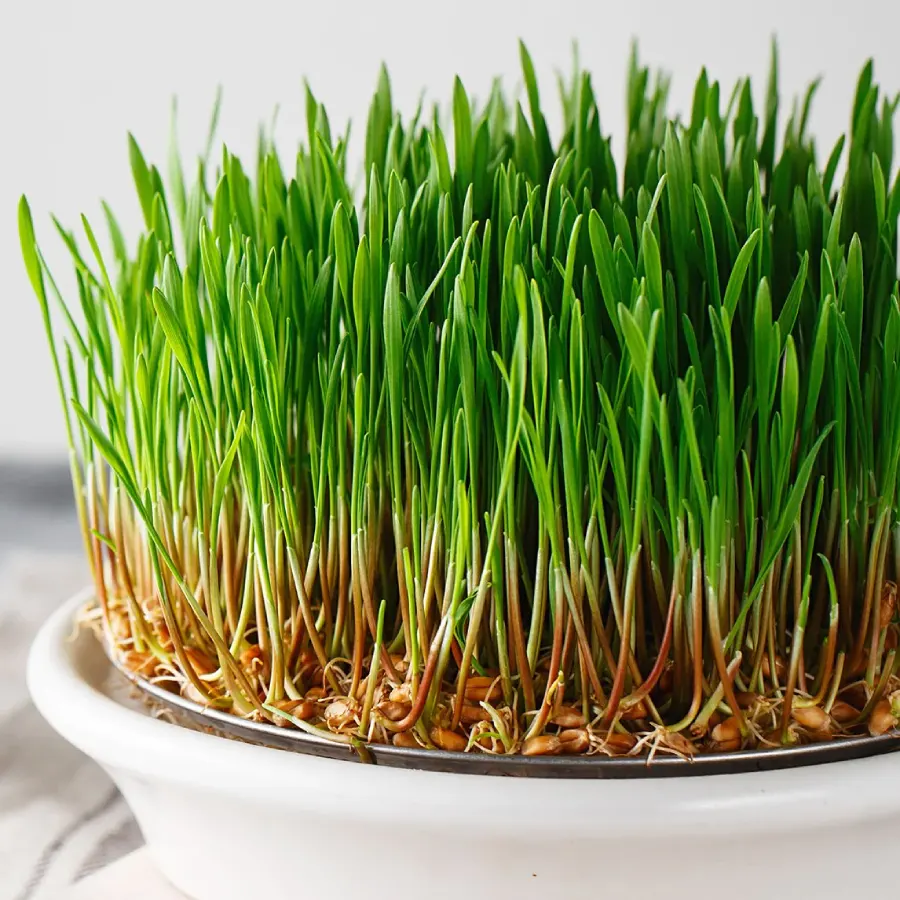 Đặc điểm của cây cỏ lúa mì